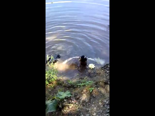 VID 20150628 WA0001